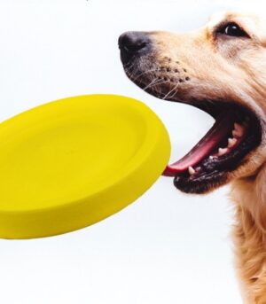 Pet Dogs Throwing Plastic Toys